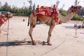 Camel-ride-on-beach