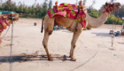 Camel-ride-on-beach